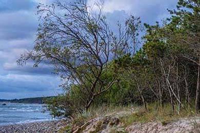 分析：特朗普移民政策恐成共和党期中选举包袱