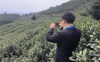 公证全程监督：小罐茶以“敢保真”守护“第一口鲜”