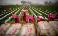 美国食品价格飙升 战争和厄尔尼诺现象将雪上加霜