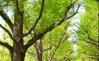 踏青寻色，以尼康定格春日温柔