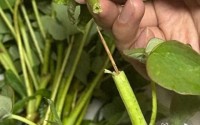 游客称在洛阳一市集买的牡丹，竟是牙签固定的 “断头花”！市集回应：已关注，正核实