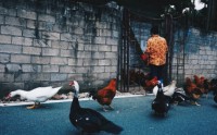大茅村的她给余华写了一封信