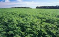 炸裂！曾经的“国民奶粉”，竟然押注工业大麻，起诉大麻种植公司还被反诉