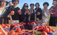 阳光人寿海南分公司走进乾彩村：“以购代销”让西红柿成“增收金果”