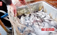 人为麻醉活鱼被曝光，酒精勾兑三无麻醉剂，重庆最新通报