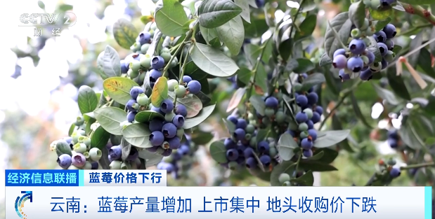 降价超30%!蓝莓价格“跳水”
