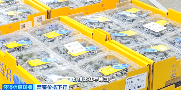 视频|降价超30%!蓝莓价格“跳水”