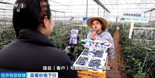 视频|降价超30%!蓝莓价格“跳水”