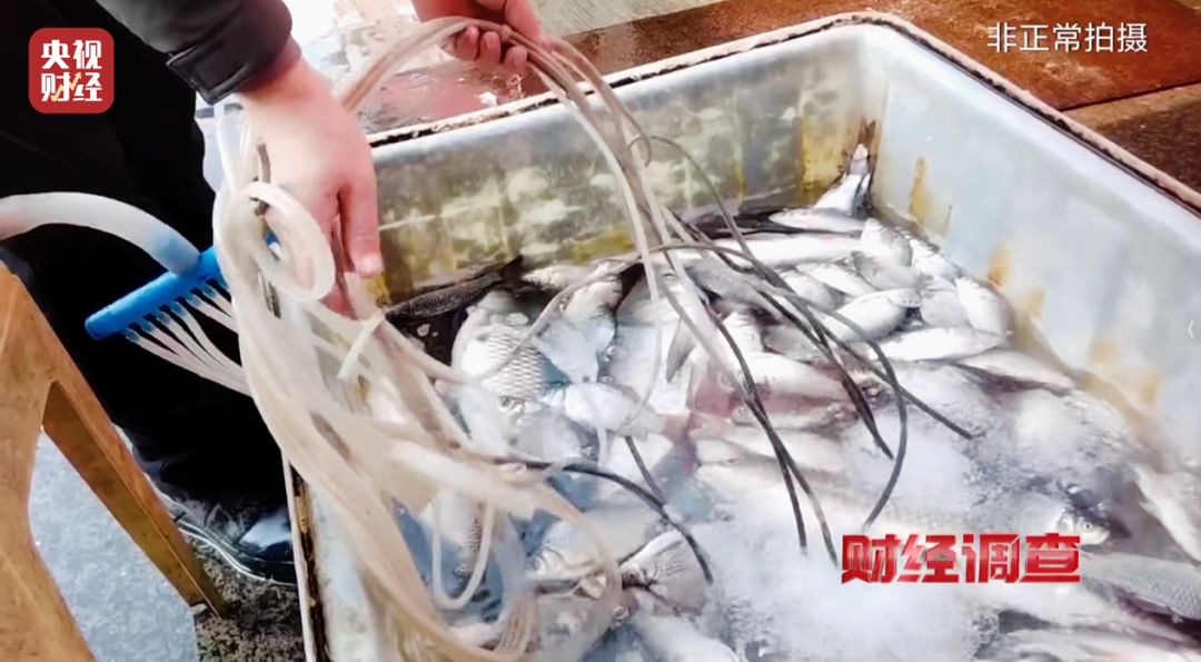 人为麻醉活鱼被曝光,酒精勾兑三无麻醉剂,重庆最新通报