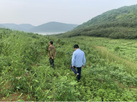 在分期乐普惠的帮助下,70亩吴茱萸熬过丰收前夜