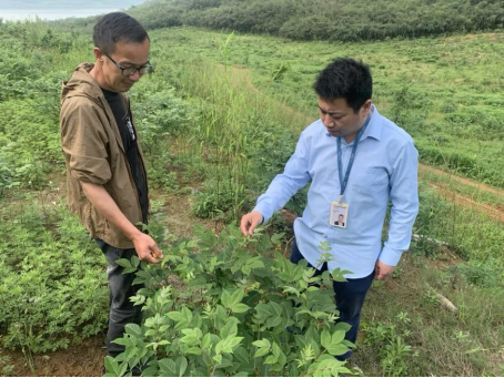 在分期乐普惠的帮助下,70亩吴茱萸熬过丰收前夜