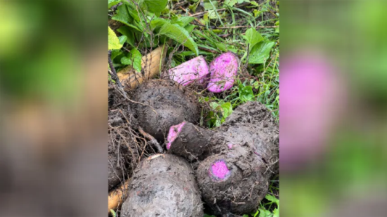 火爆全网的香兰紫薯,背后复杂又隐秘的产业链