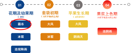 从果园到盘面:苹果价格背后的逻辑